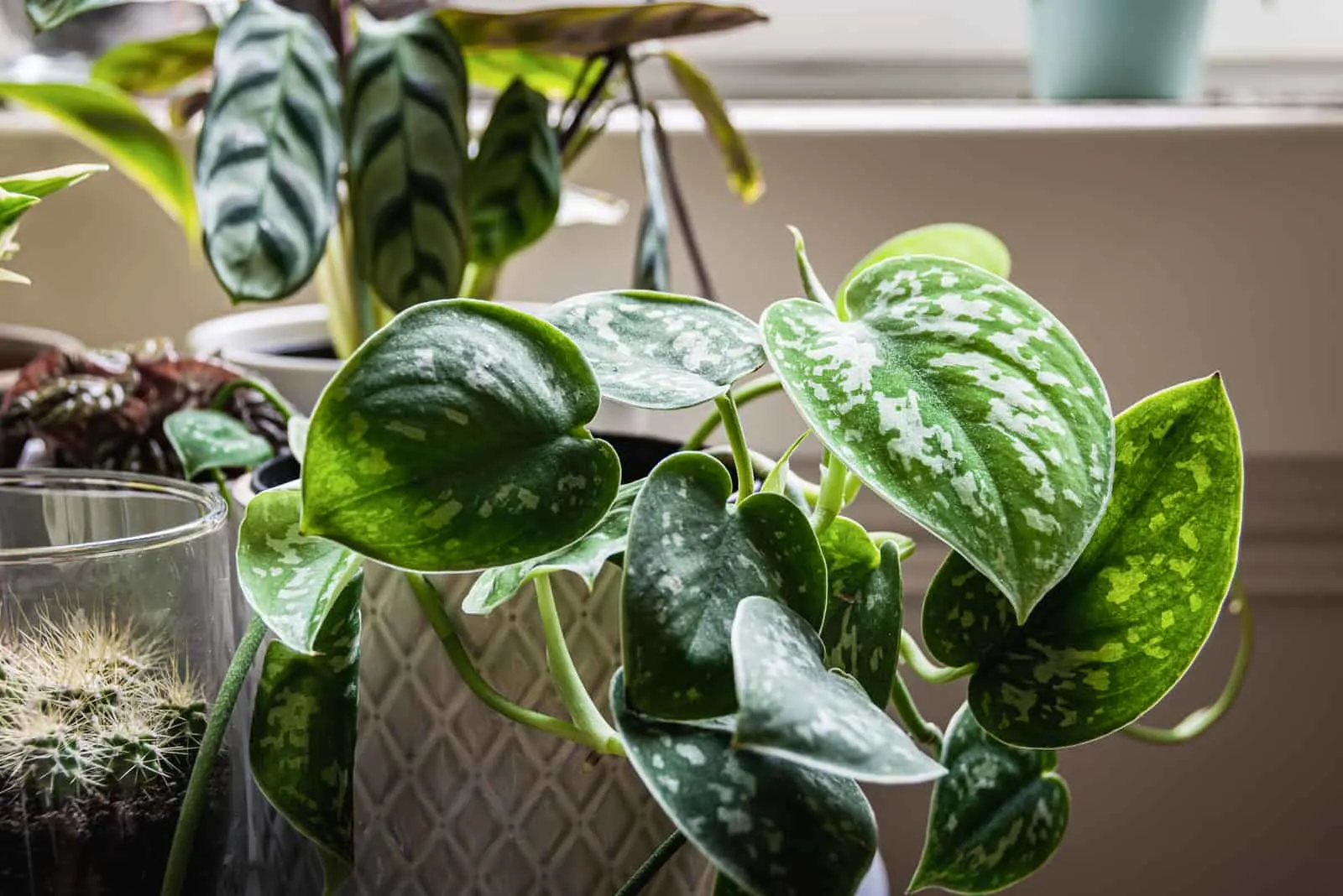 Trailing Pothos in a pot