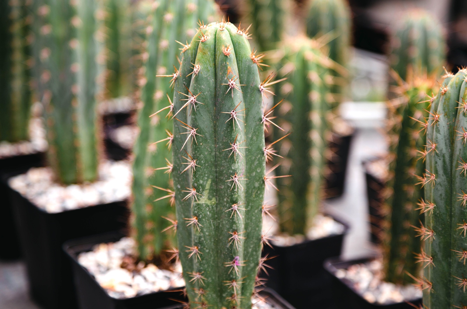 Trichocereus