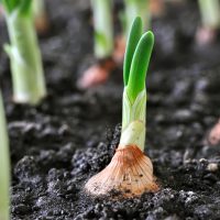 onions in the ground