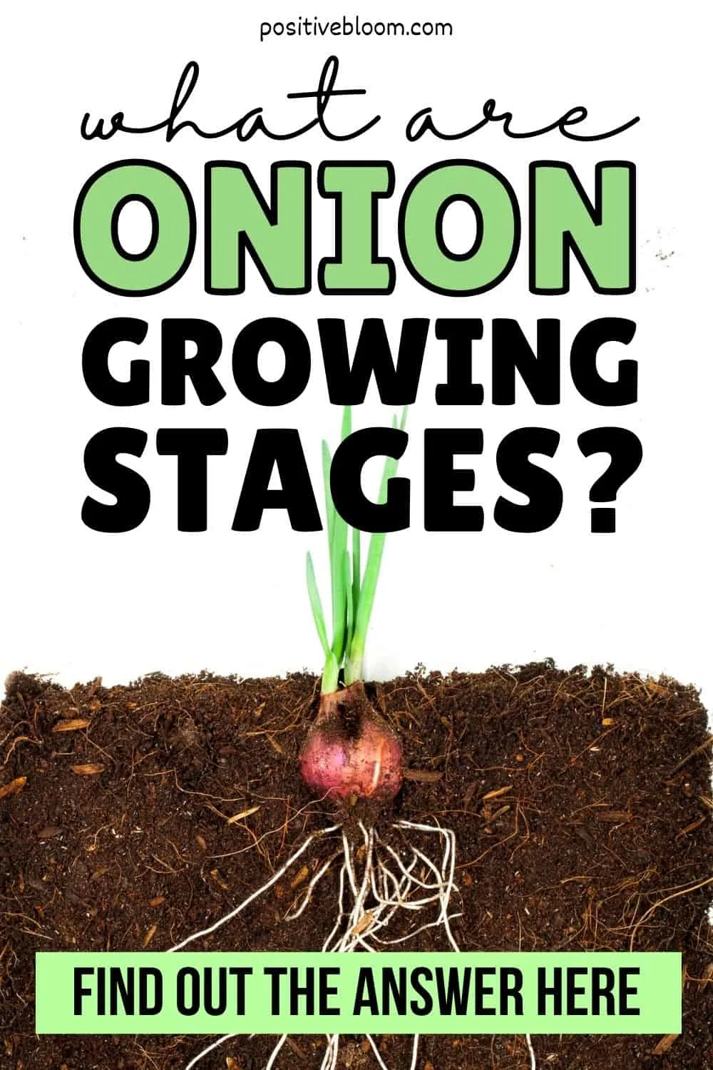 What Are Onion Growing Stages Find Out The Answer Here Pinterest