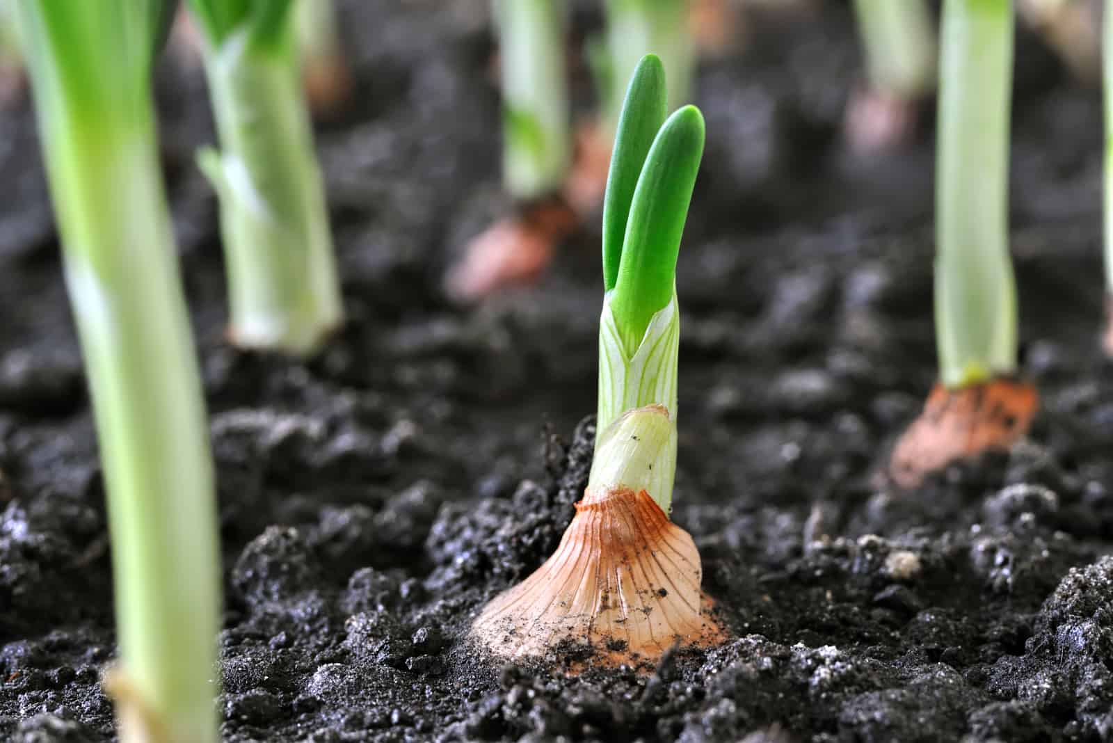 What Are Onion Growing Stages? Find Out The Answer Here