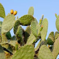 prickly pear cactus