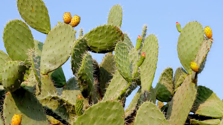 What Are The Fastest Growing Cactus Species? Find Out Here