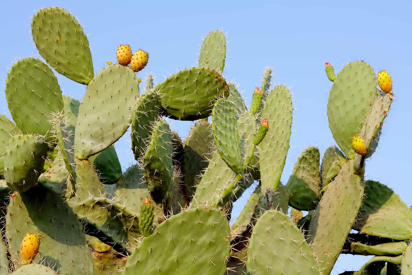 What Are The Fastest Growing Cactus Species? Find Out Here