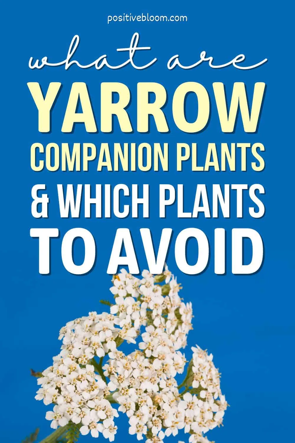What Are Yarrow Companion Plants & Which Plants To Avoid Pinterest