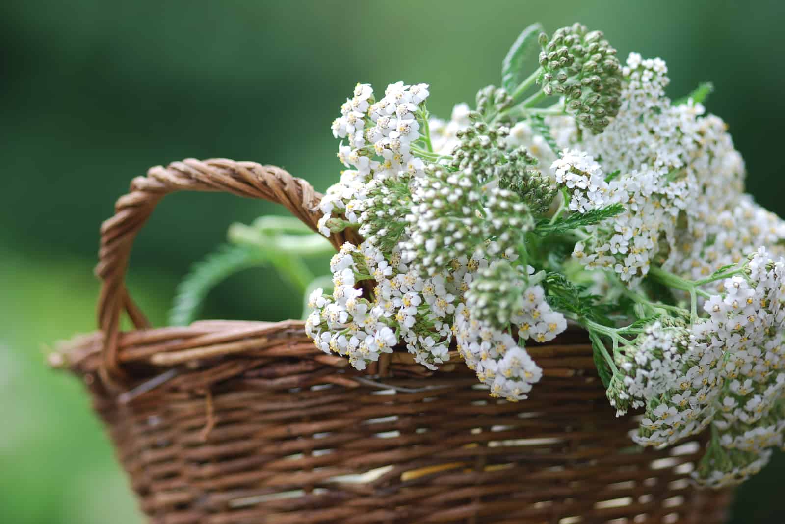 What Are Yarrow Companion Plants & Which Plants To Avoid