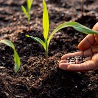 hand applying fertilizer