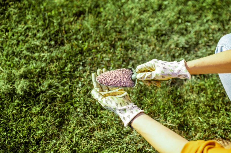 gardener holding fertilizer for grass growth in granules on the grass