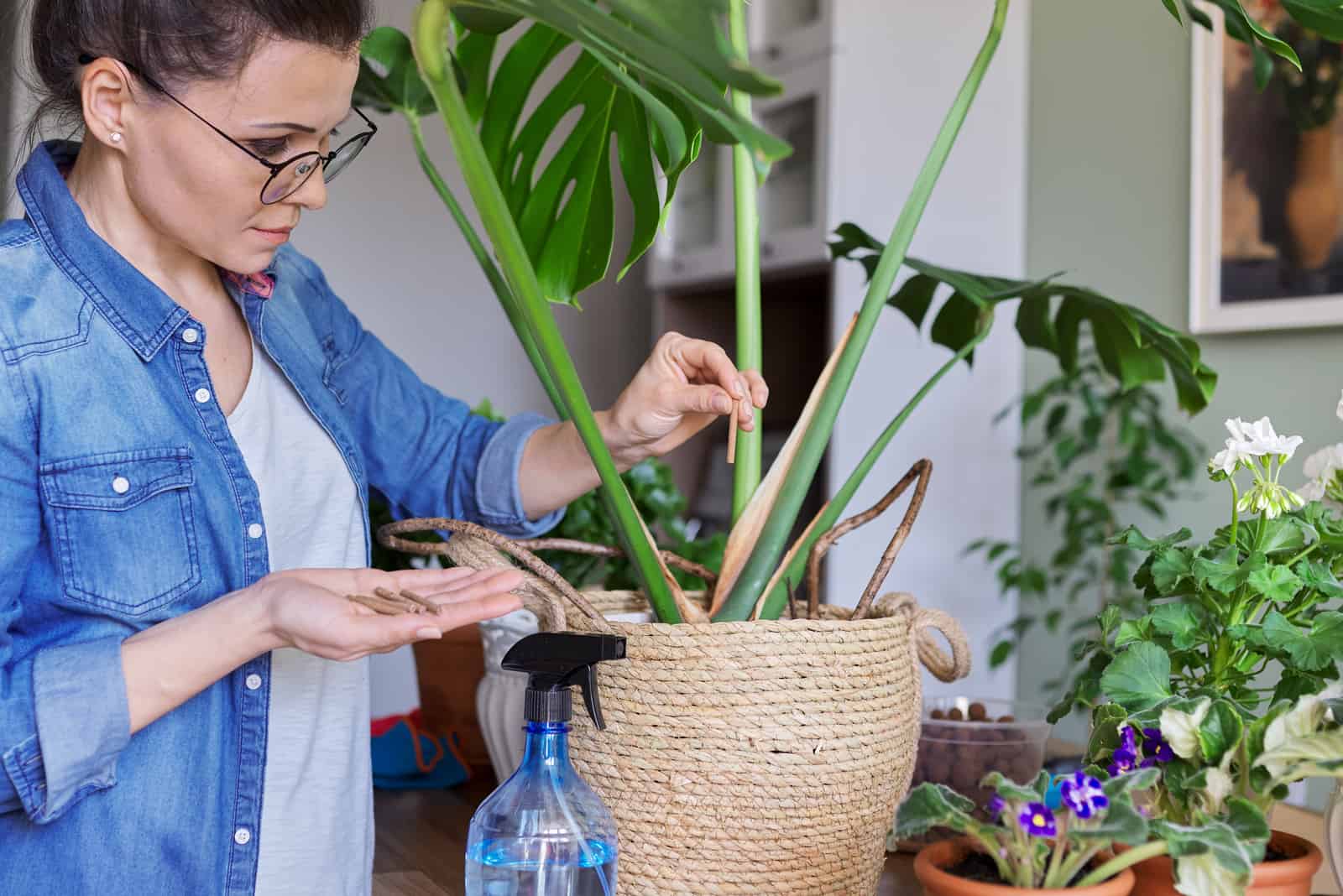 Woman fertilizes monstera plant in pot with mineral fertilizers