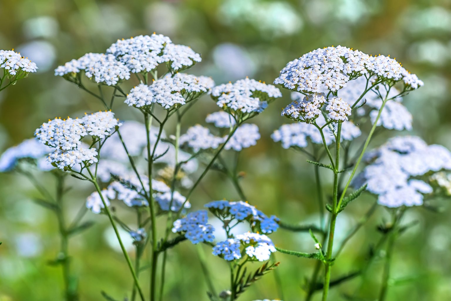 What Are Yarrow Companion Plants & Which Plants To Avoid
