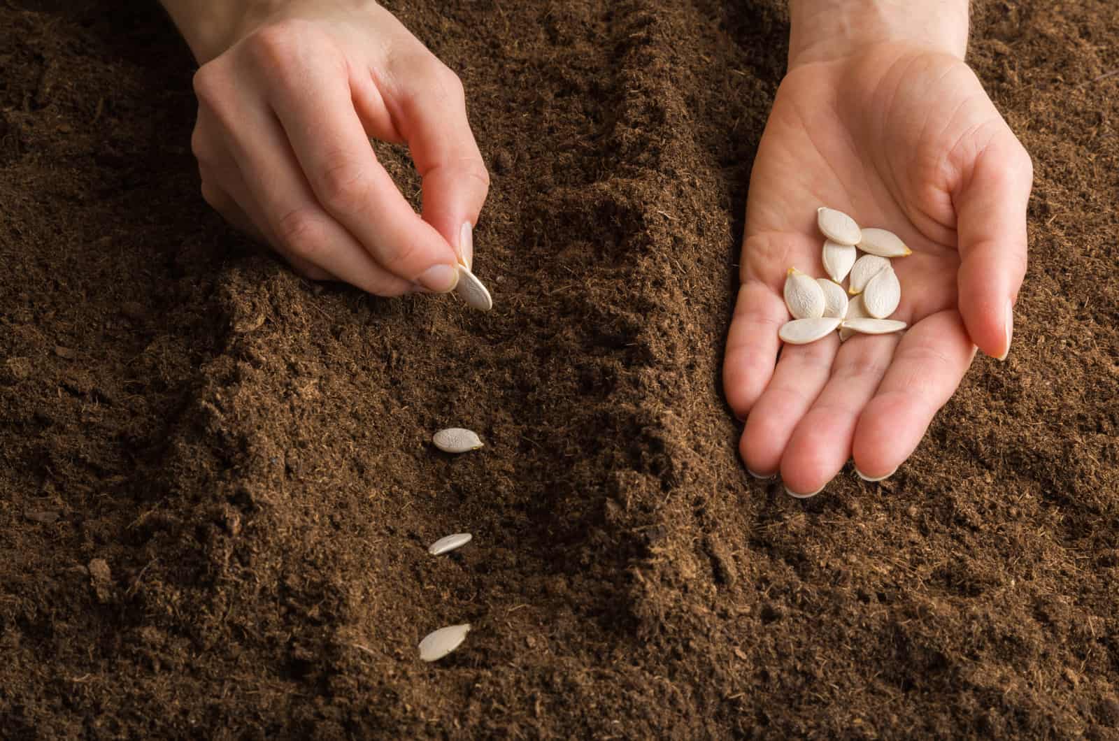 Young woman planting pumpkin seeds in fresh dark soil