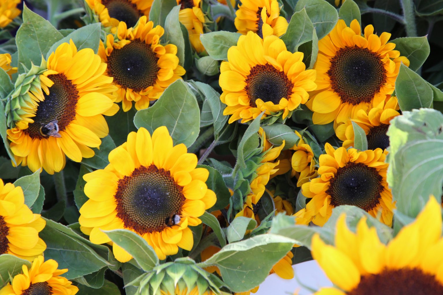 Do Sunflowers Like Coffee Grounds? All The Answers Right Here