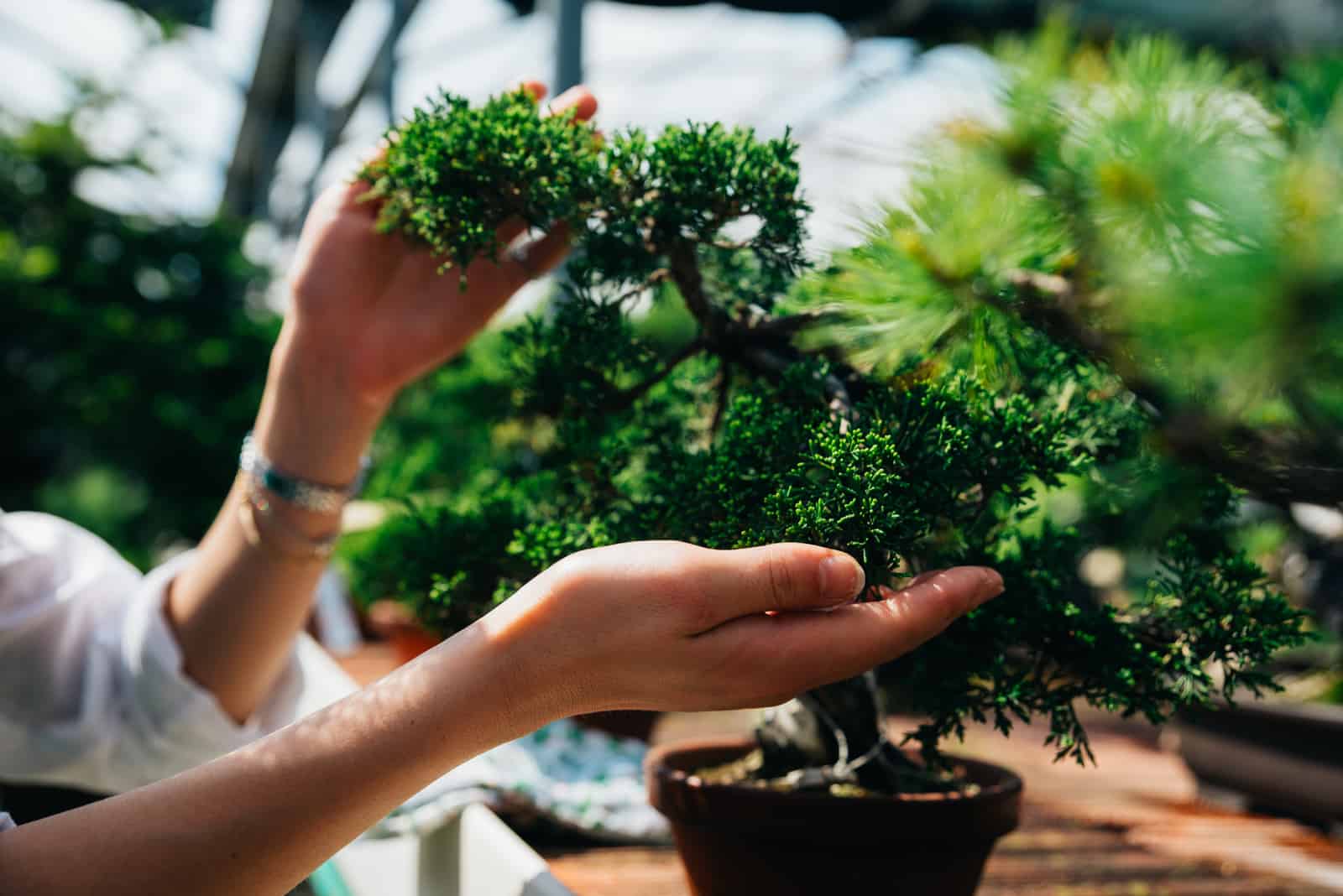 a woman cultivates a bonsai tree