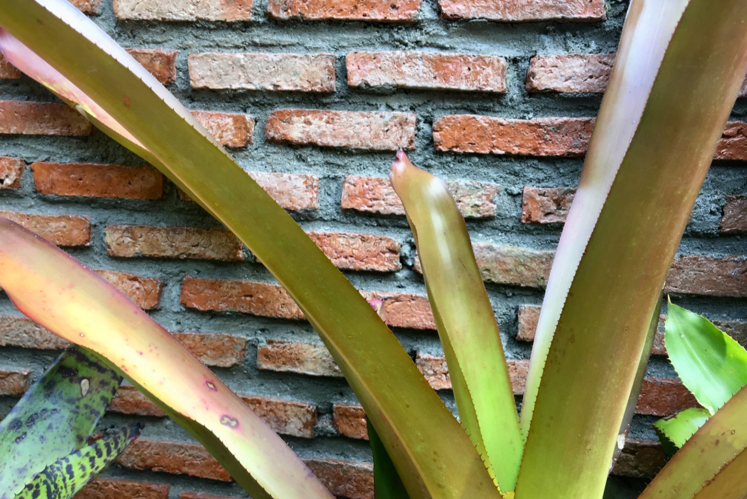 Signs Of An Overwatered Aloe Plant And How To Fix It