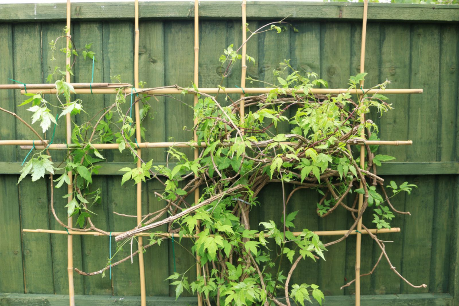 bamboo creeper trellis