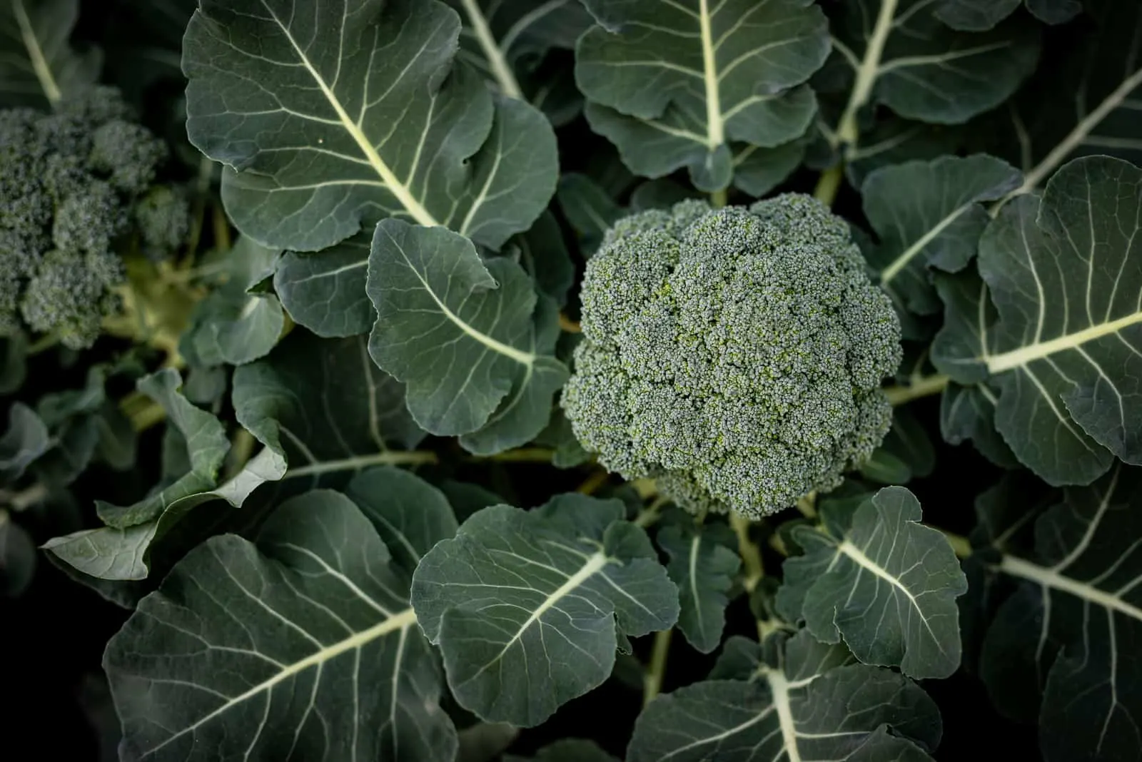 big Broccoli in garden
