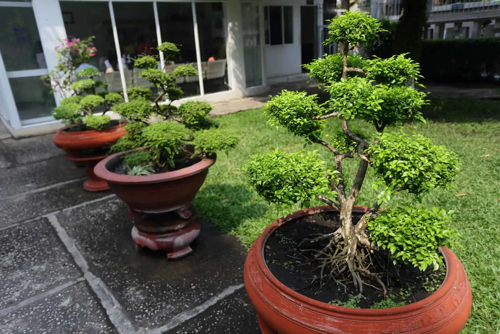 bonsai tree in pots
