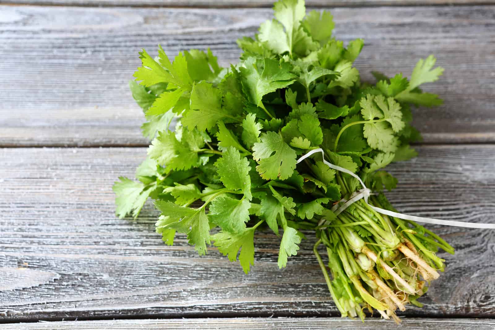 bunch of fresh cilantro on the boards