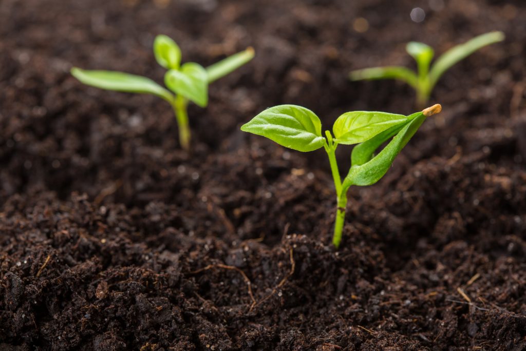 The Chilli Plant Growing Stages All You Need To Know