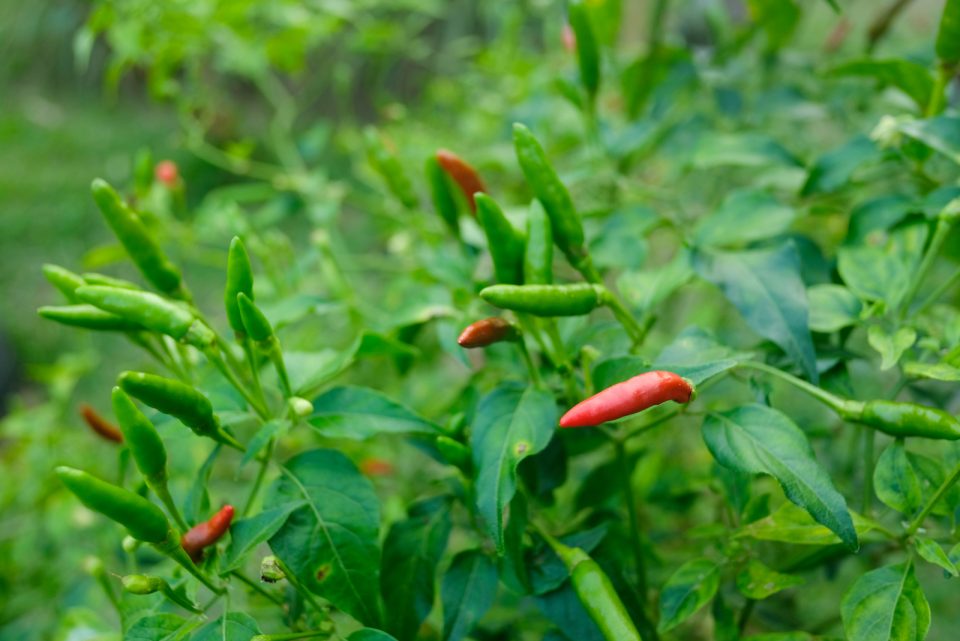The Chilli Plant Growing Stages All You Need To Know