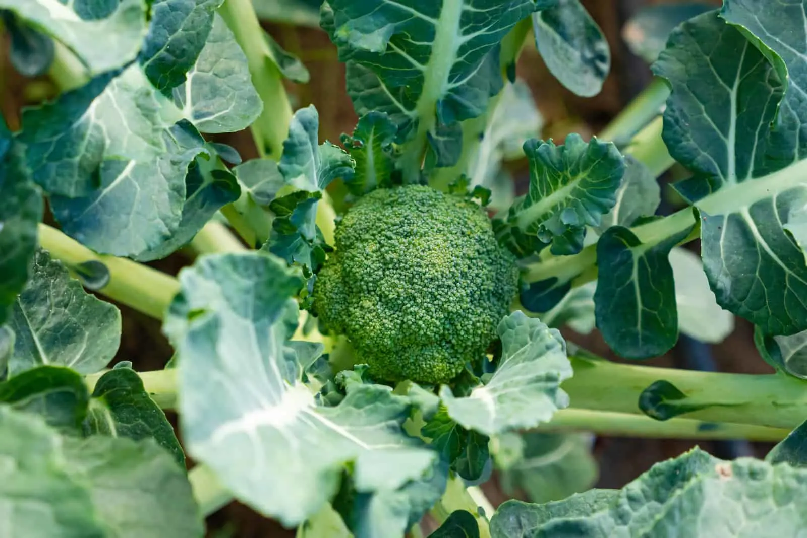 close photo of Broccoli