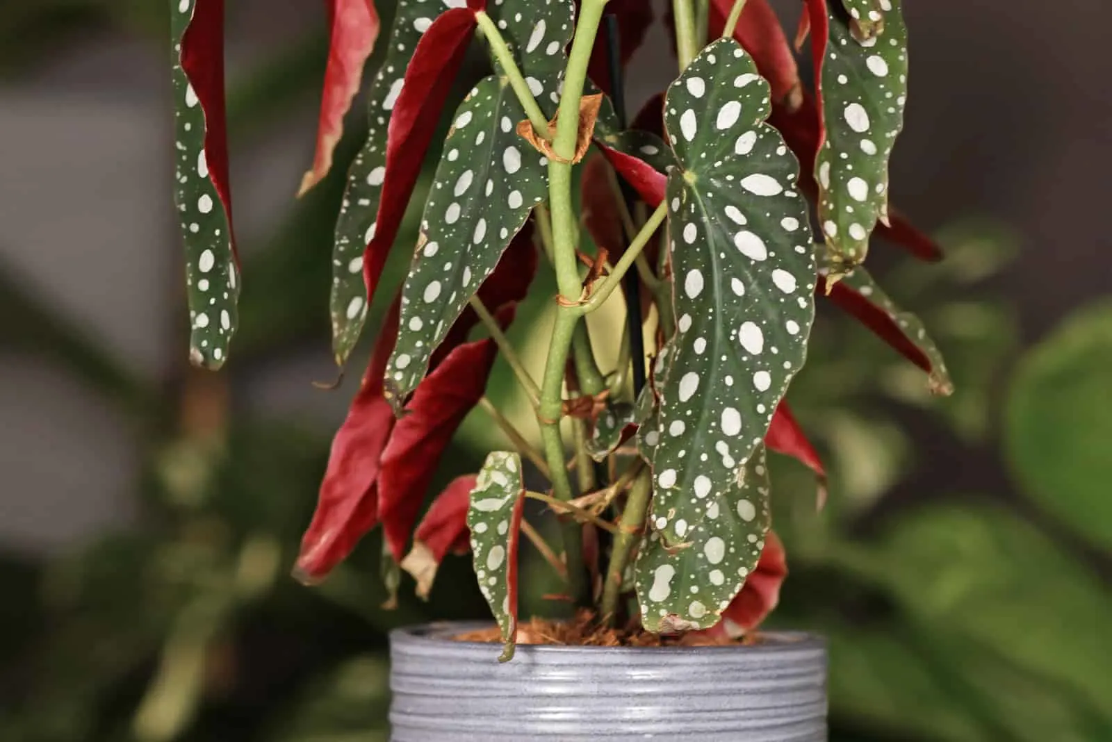 close shot of Begonia Maculata in pot