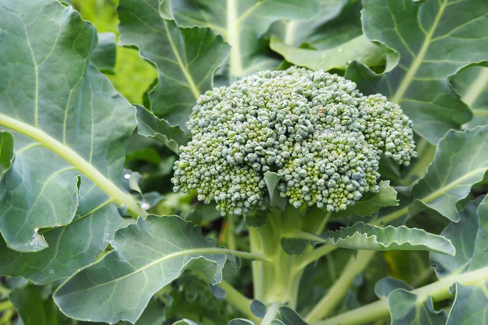 close shot of Broccoli
