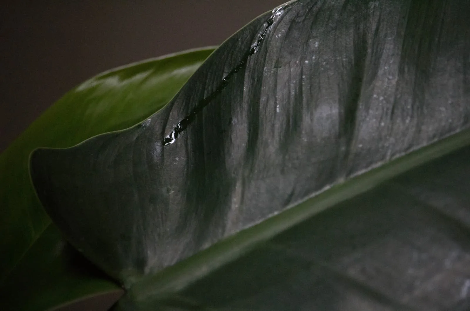 close shot of Imperial Green Philodendron leaf