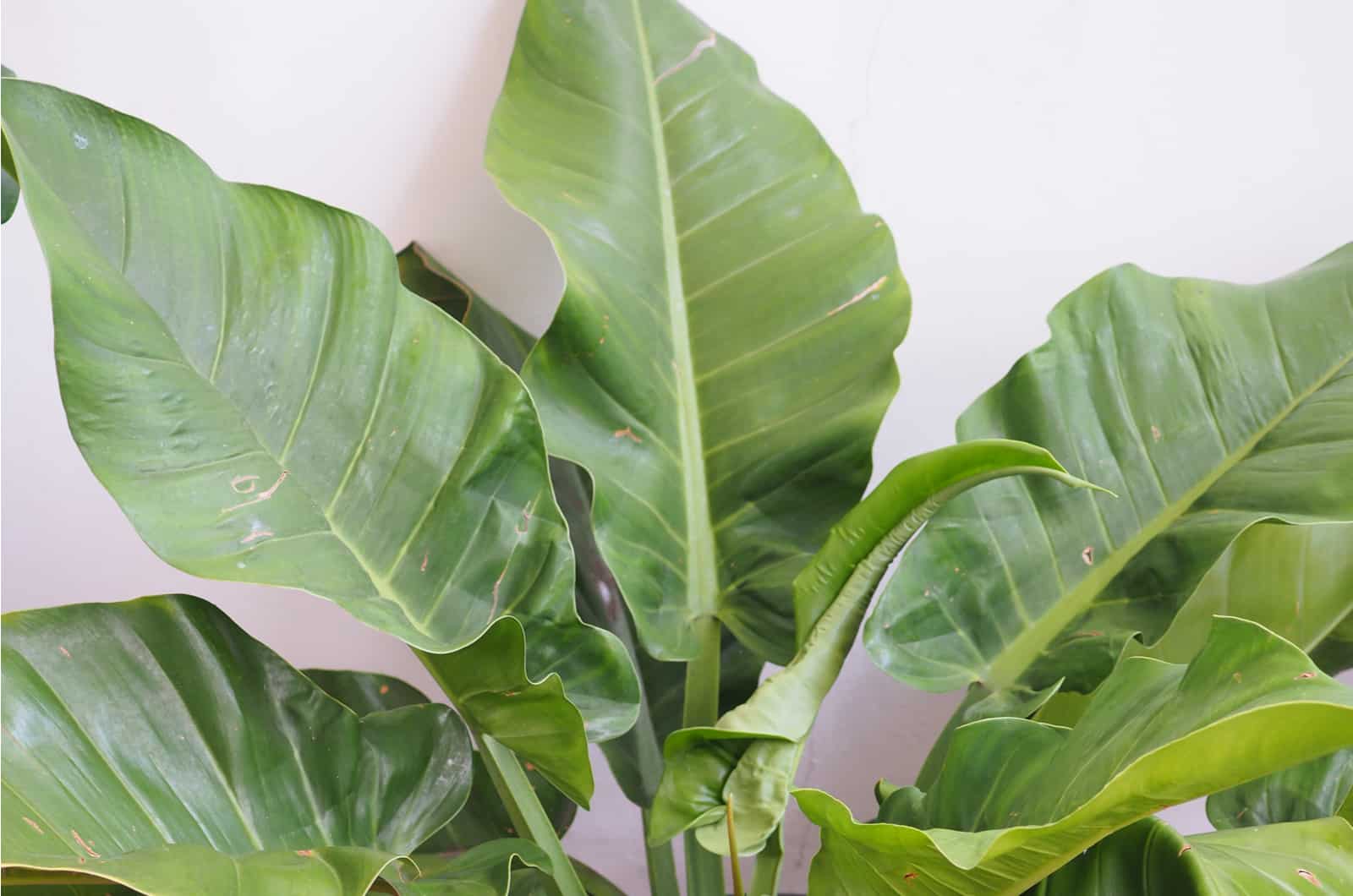 close shot of Imperial Green Philodendron leaves