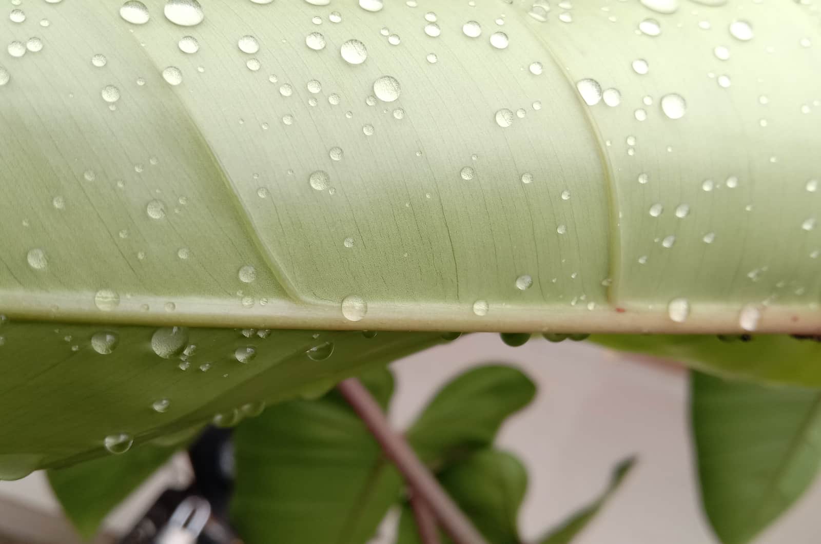 close shot of Imperial Green Philodendron with water drops