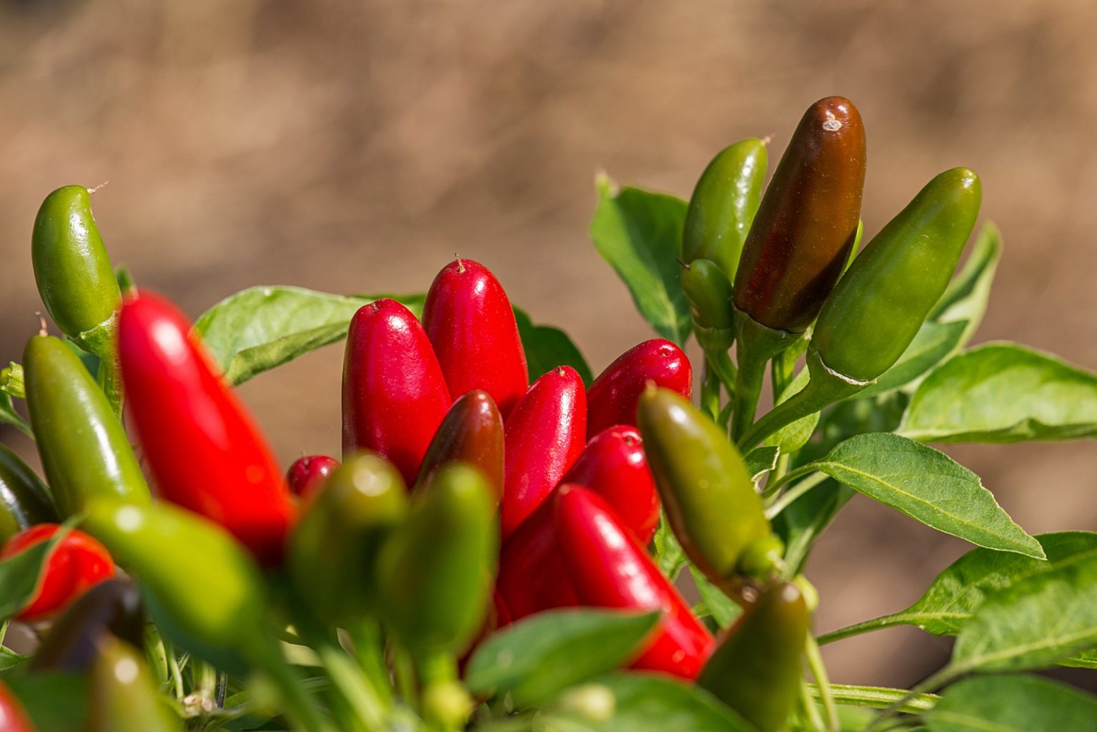 How To Grow Jalapenos In Pots Best Tips And Care Guide