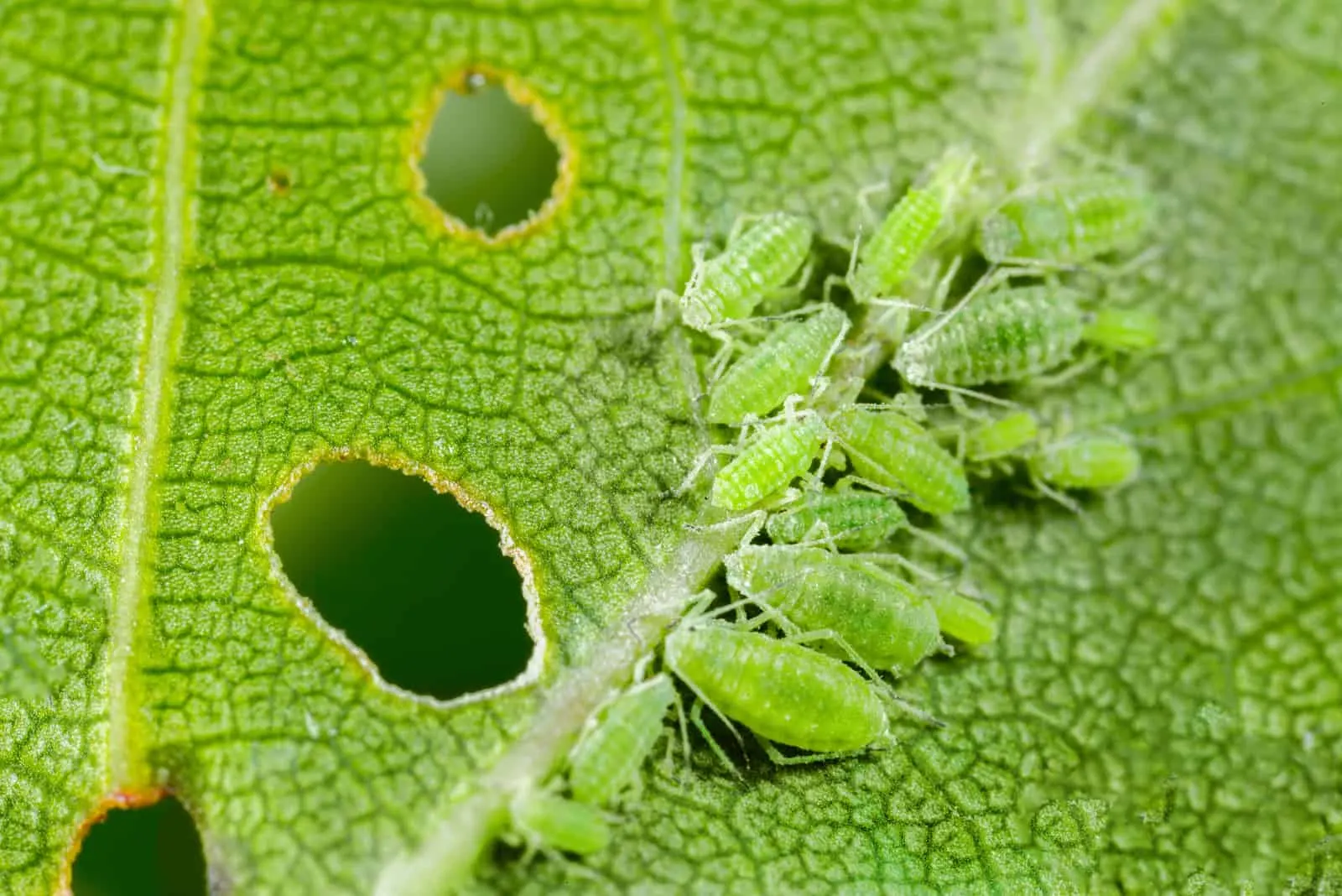 close shot of aphids