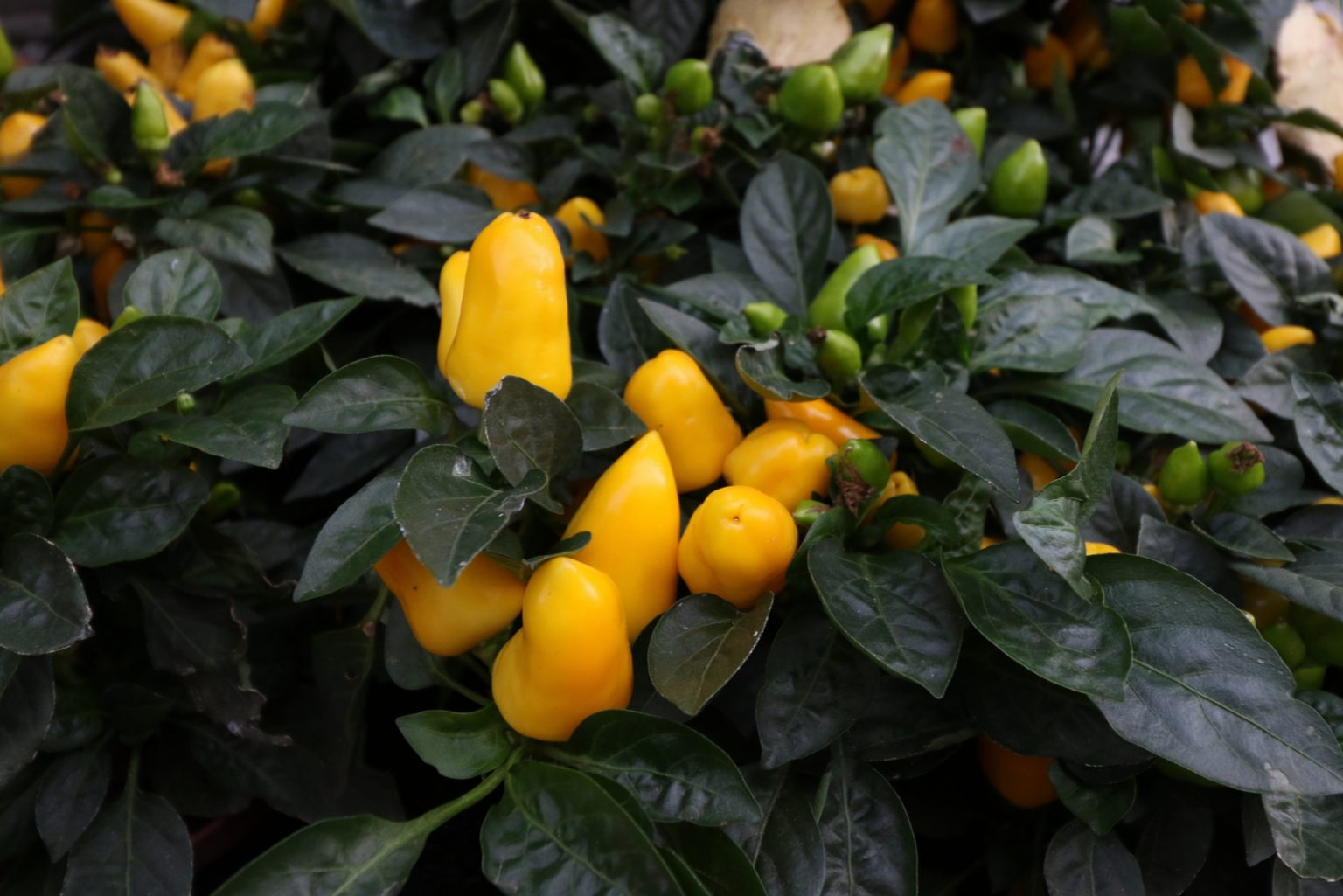 How To Grow Jalapenos In Pots Best Tips And Care Guide