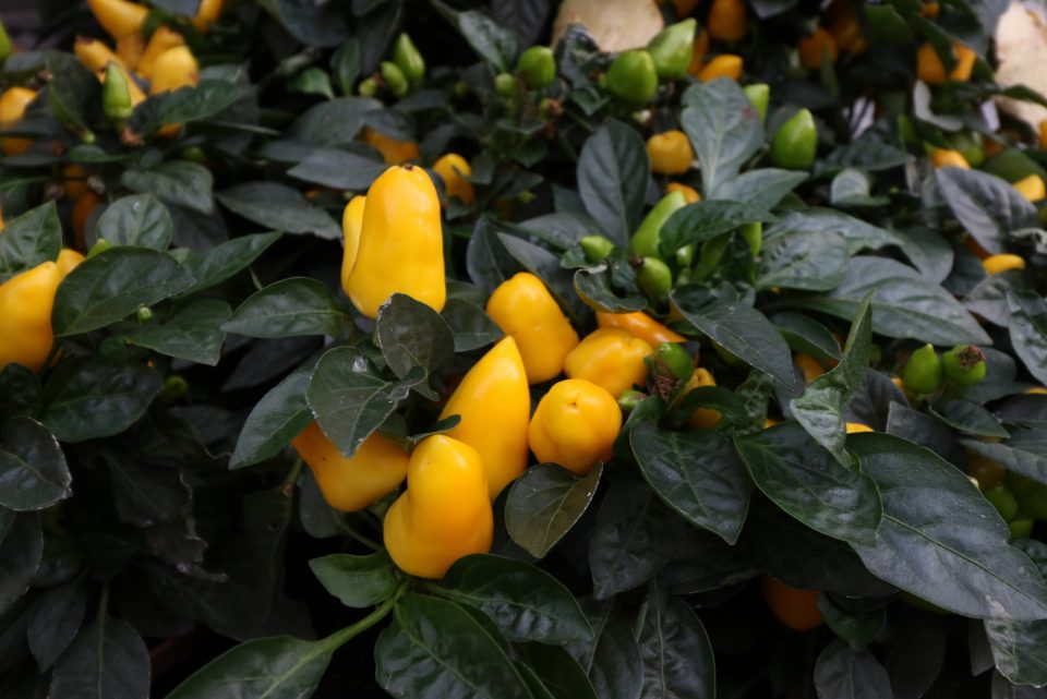 How To Grow Jalapenos In Pots Best Tips And Care Guide