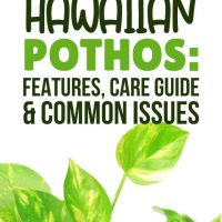 Hawaiian Pothos Features, Care Guide, And Common Issues Pinterest