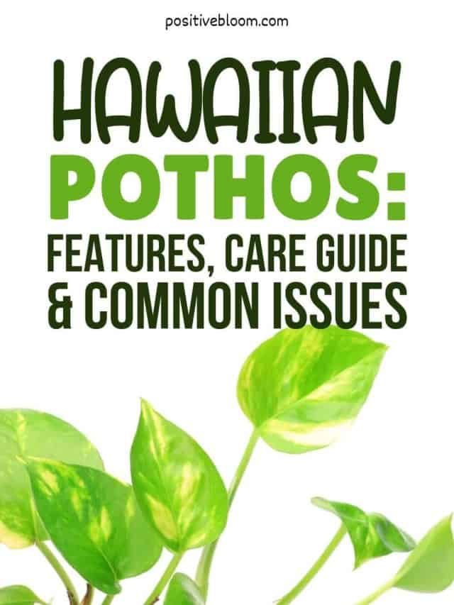 Everything about the Hawaiian pothos plant!