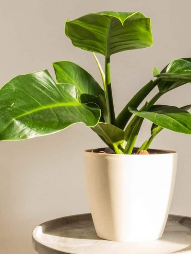 Imperial Green Philodendron in white pot on little table