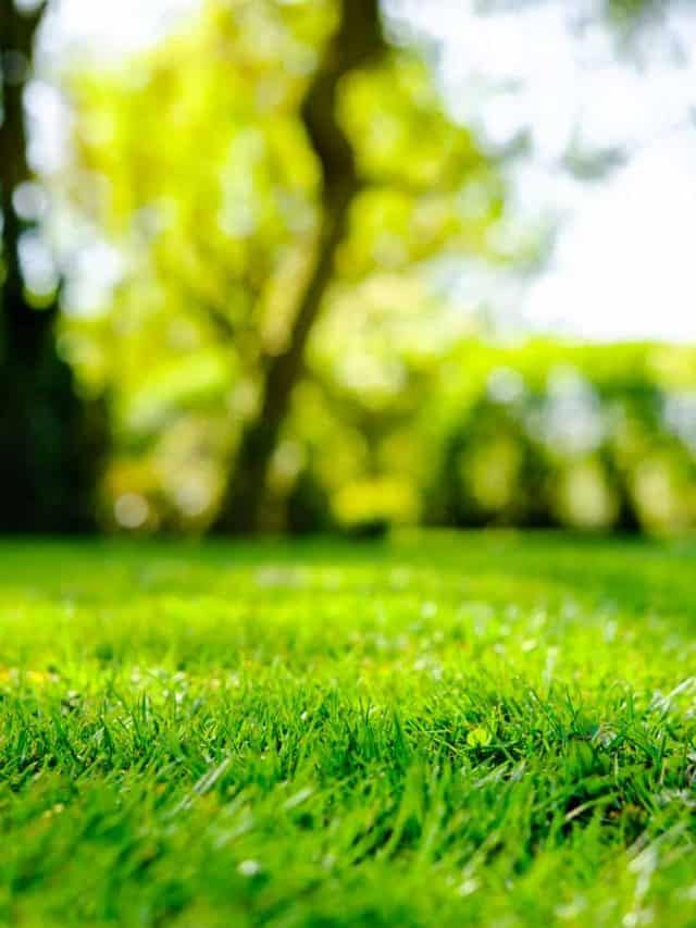 Tips For Getting A Thicker And Greener Lawn