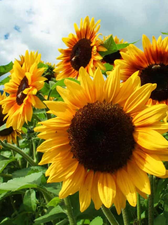 sunflowers in field