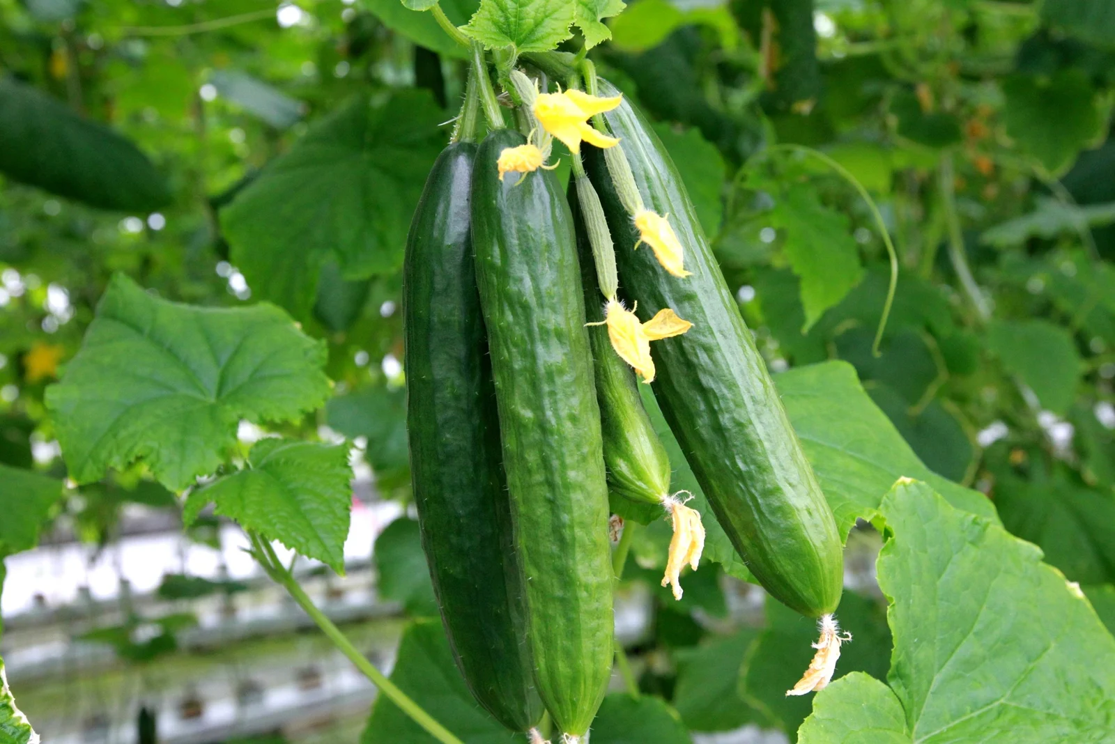 cucumbers growing in garden