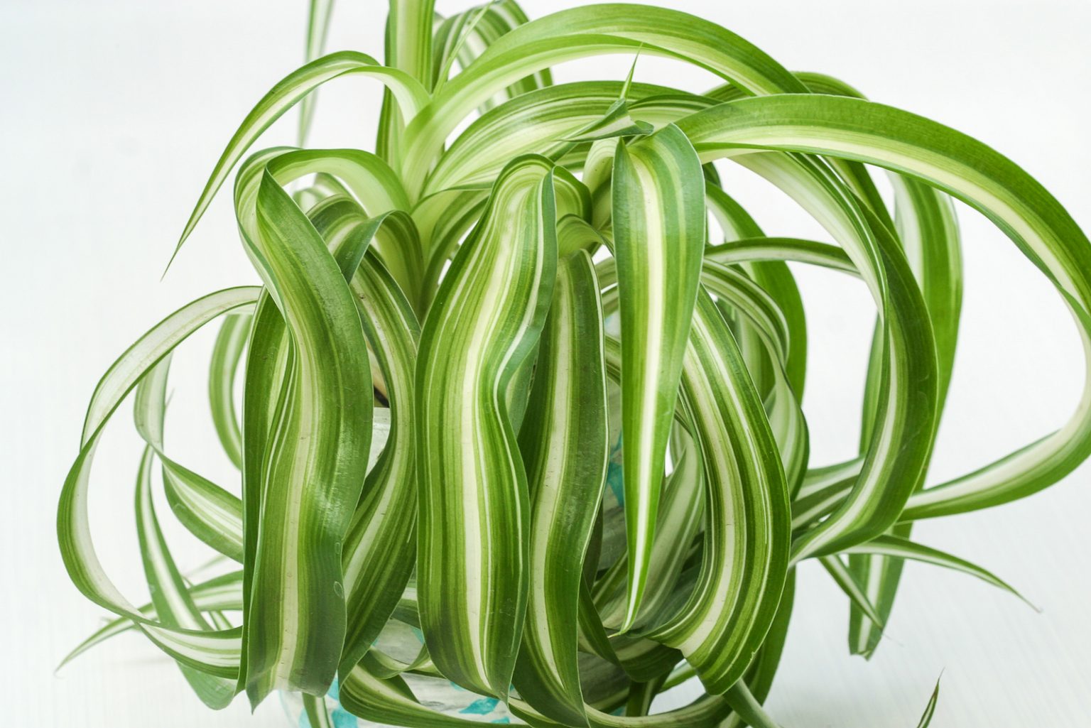 Bonnie Curly Spider Plant: The Ultimate Care Guide