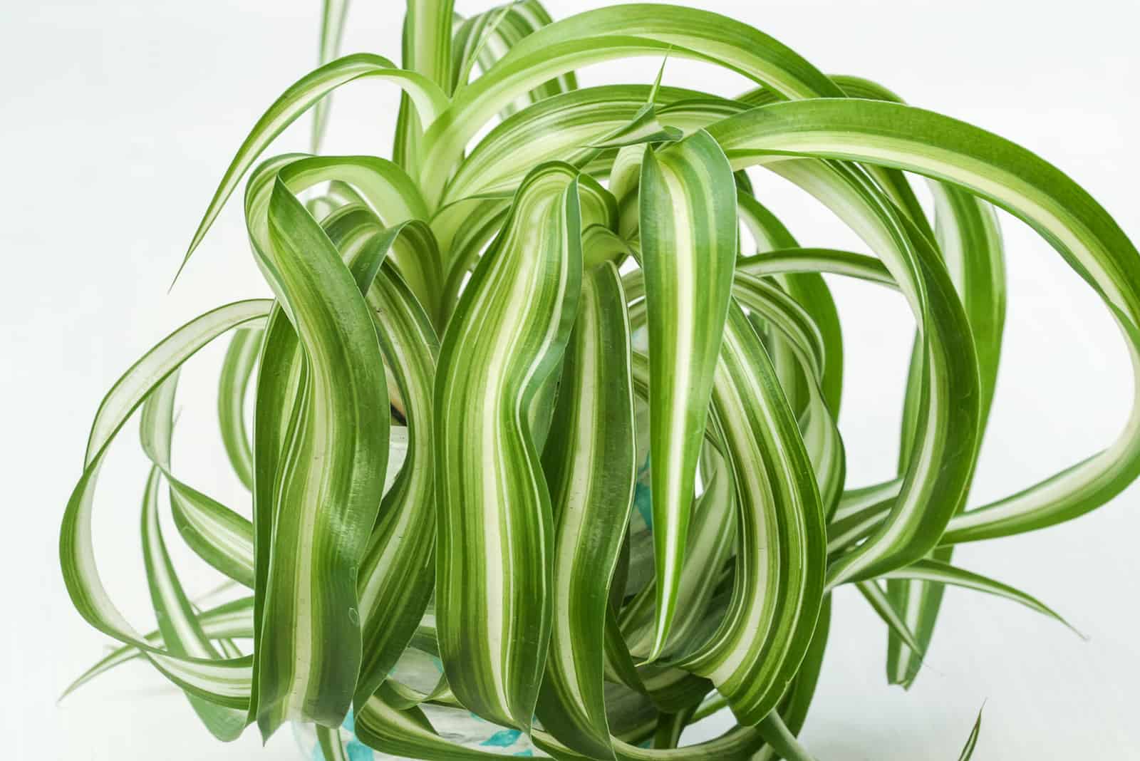 curly spider plant bonnie