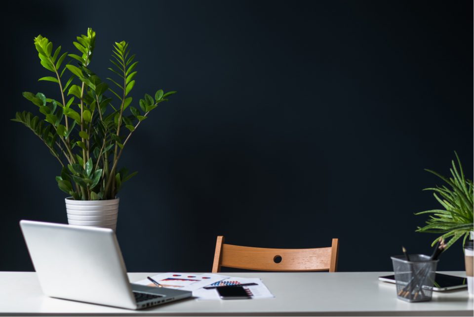 21 Absolutely Gorgeous Plants For Office With No Windows