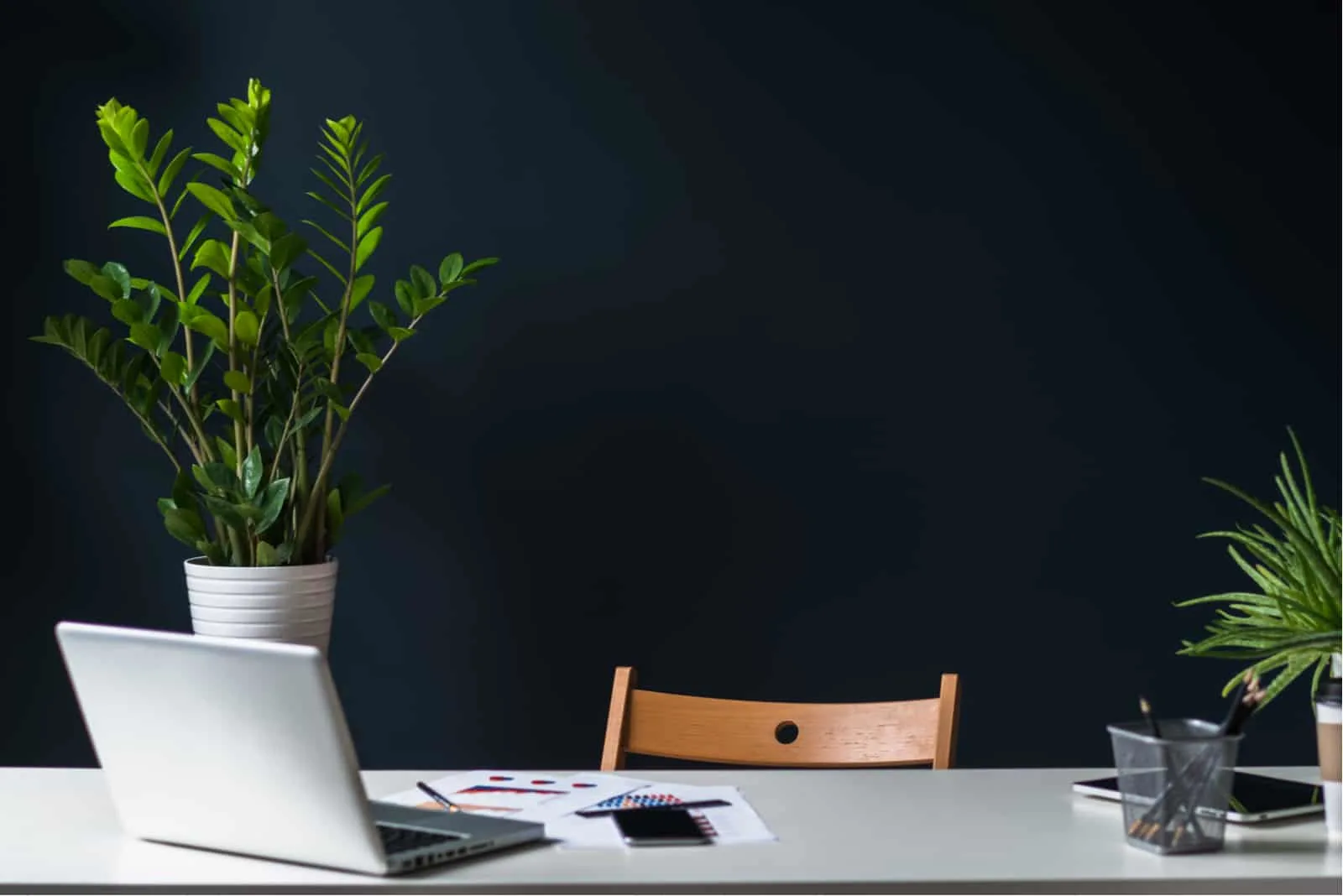 21 Absolutely Gorgeous Plants For Office With No Windows