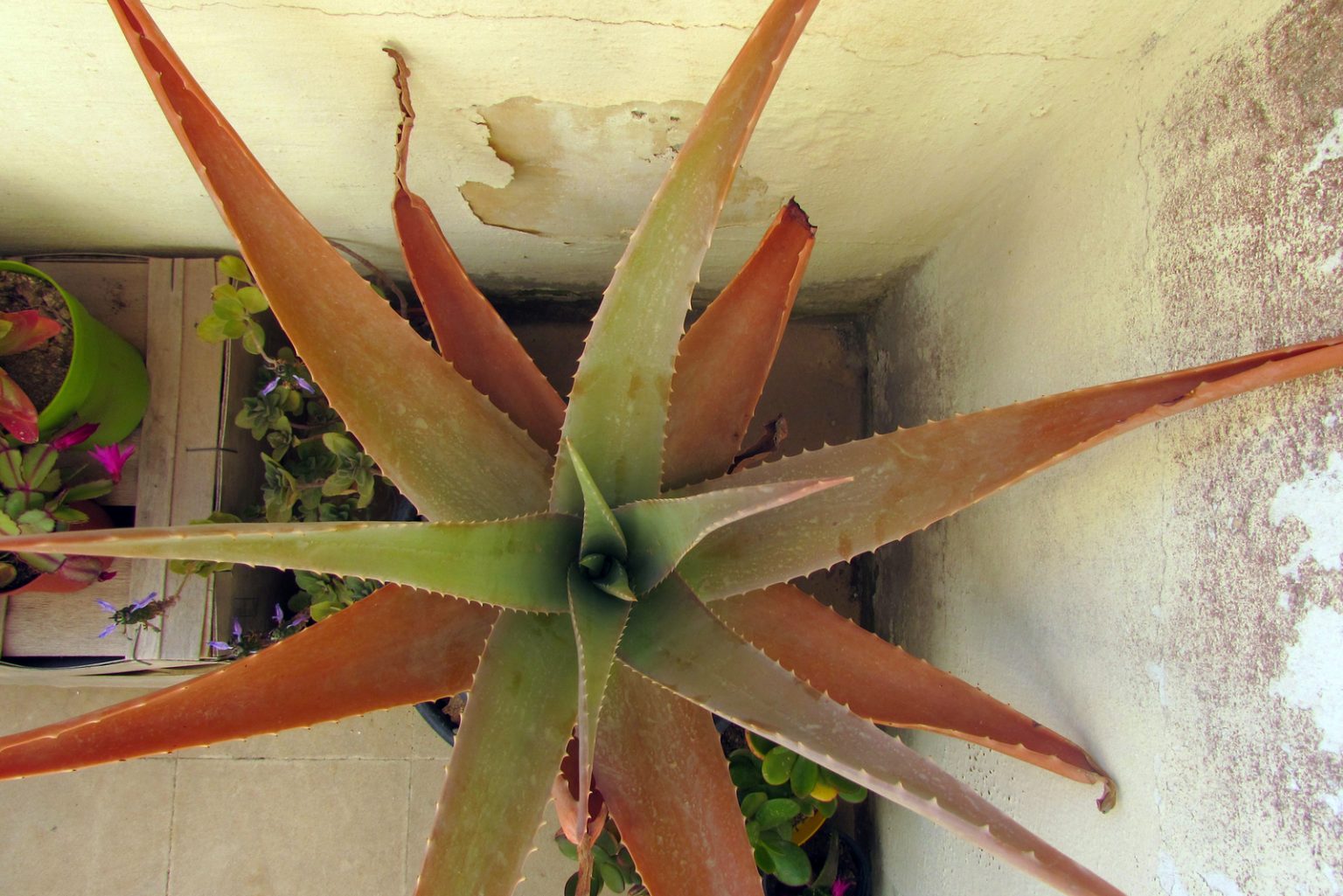Signs Of An Overwatered Aloe Plant And How To Fix It
