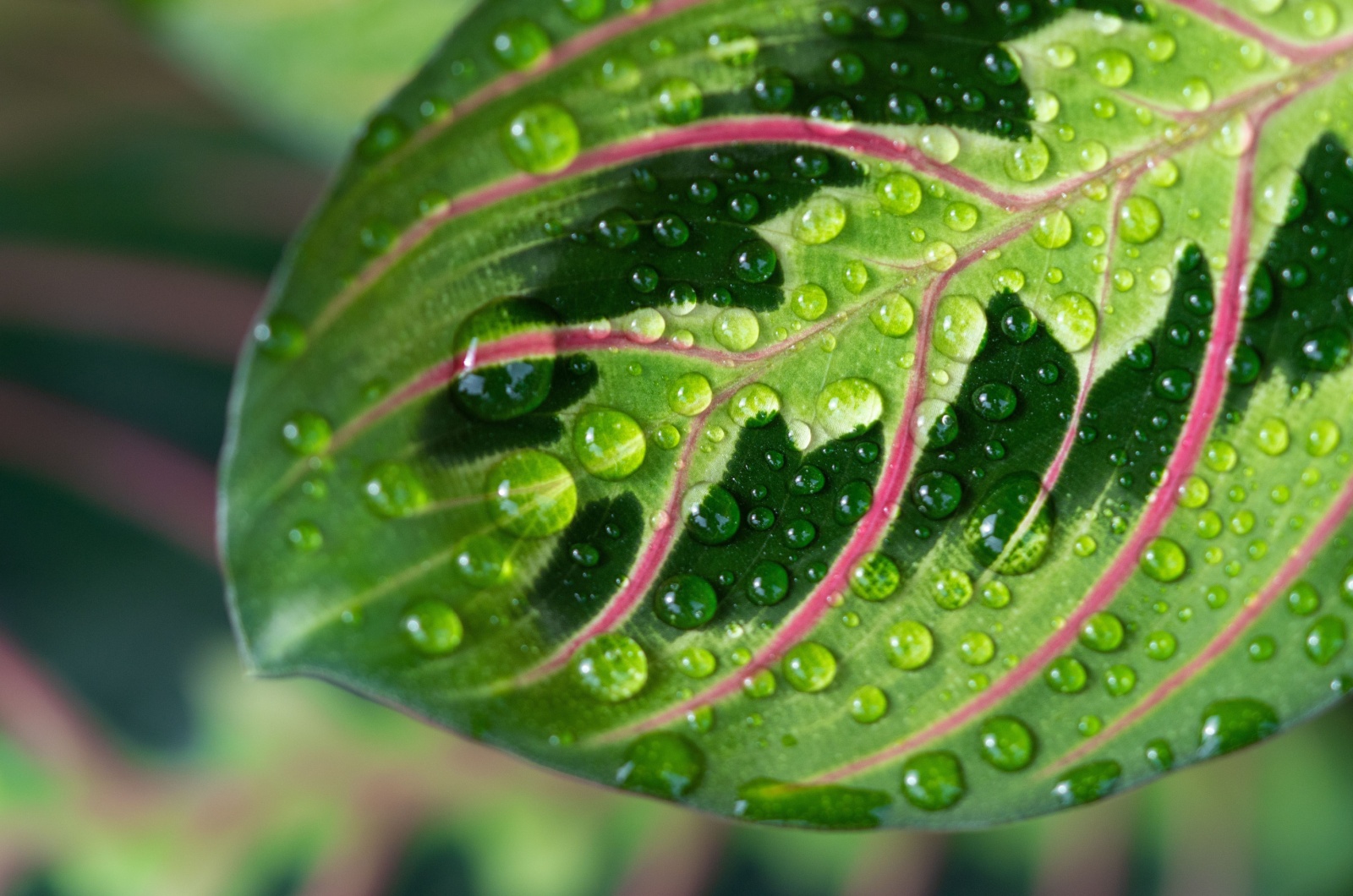 drops of water on prayer plant