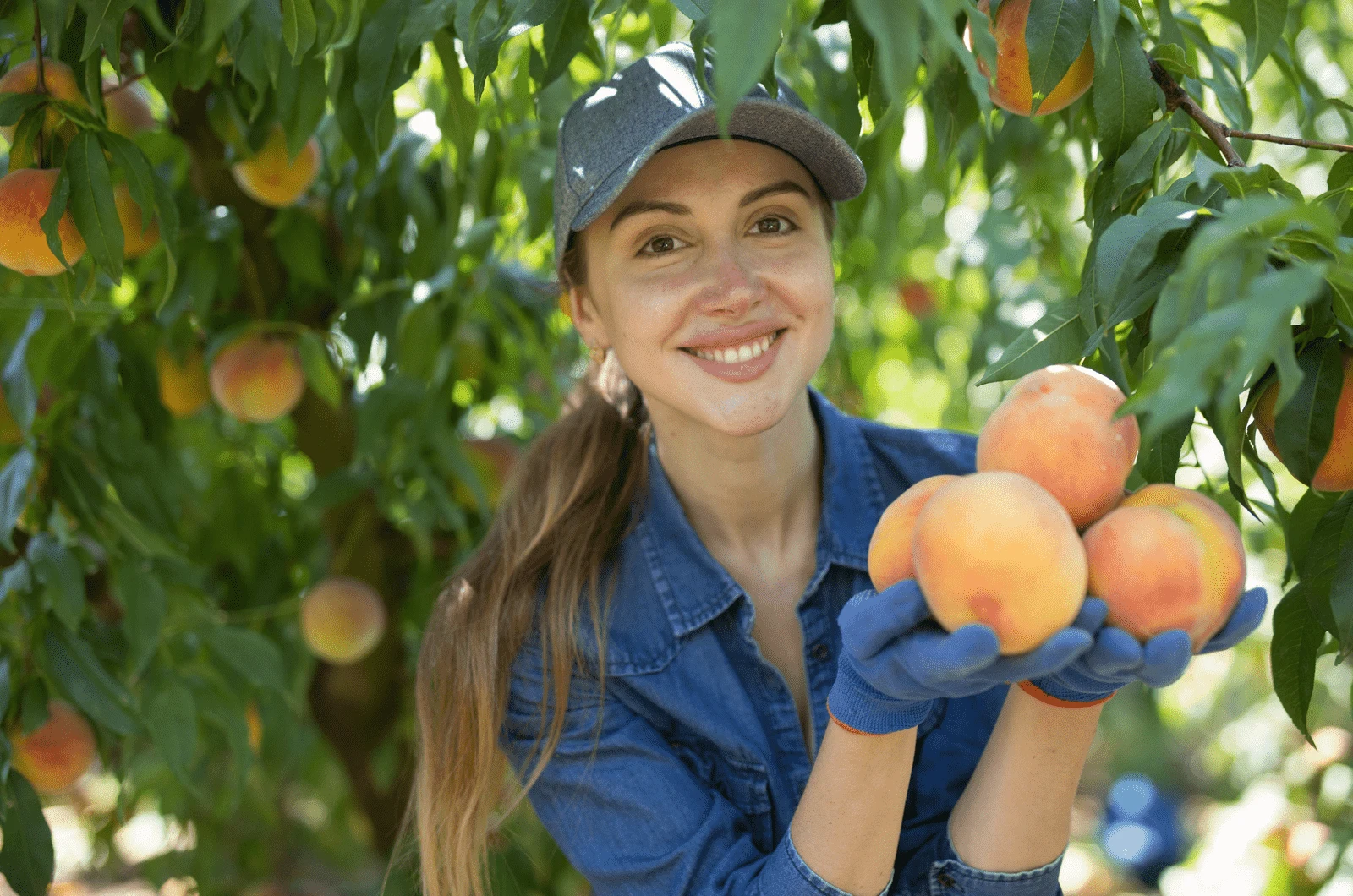 female farmer gathering crop of peaches in farm garden