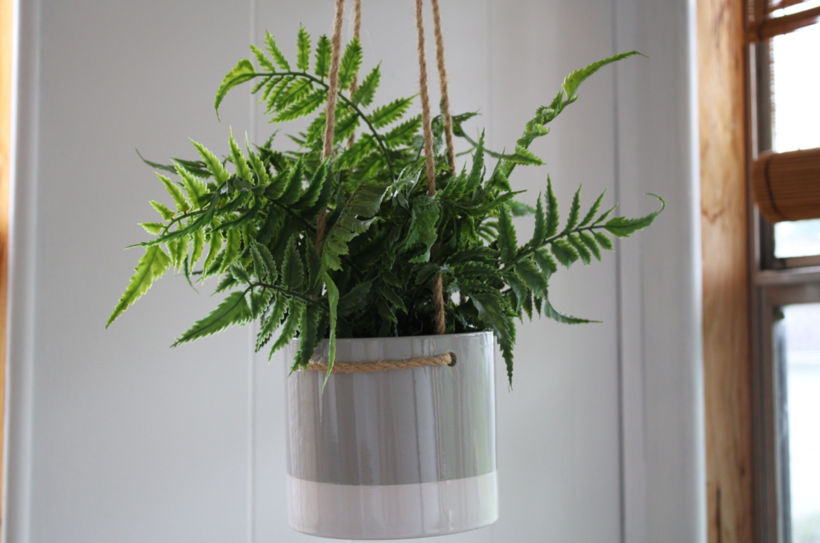 fern in a hanging pot