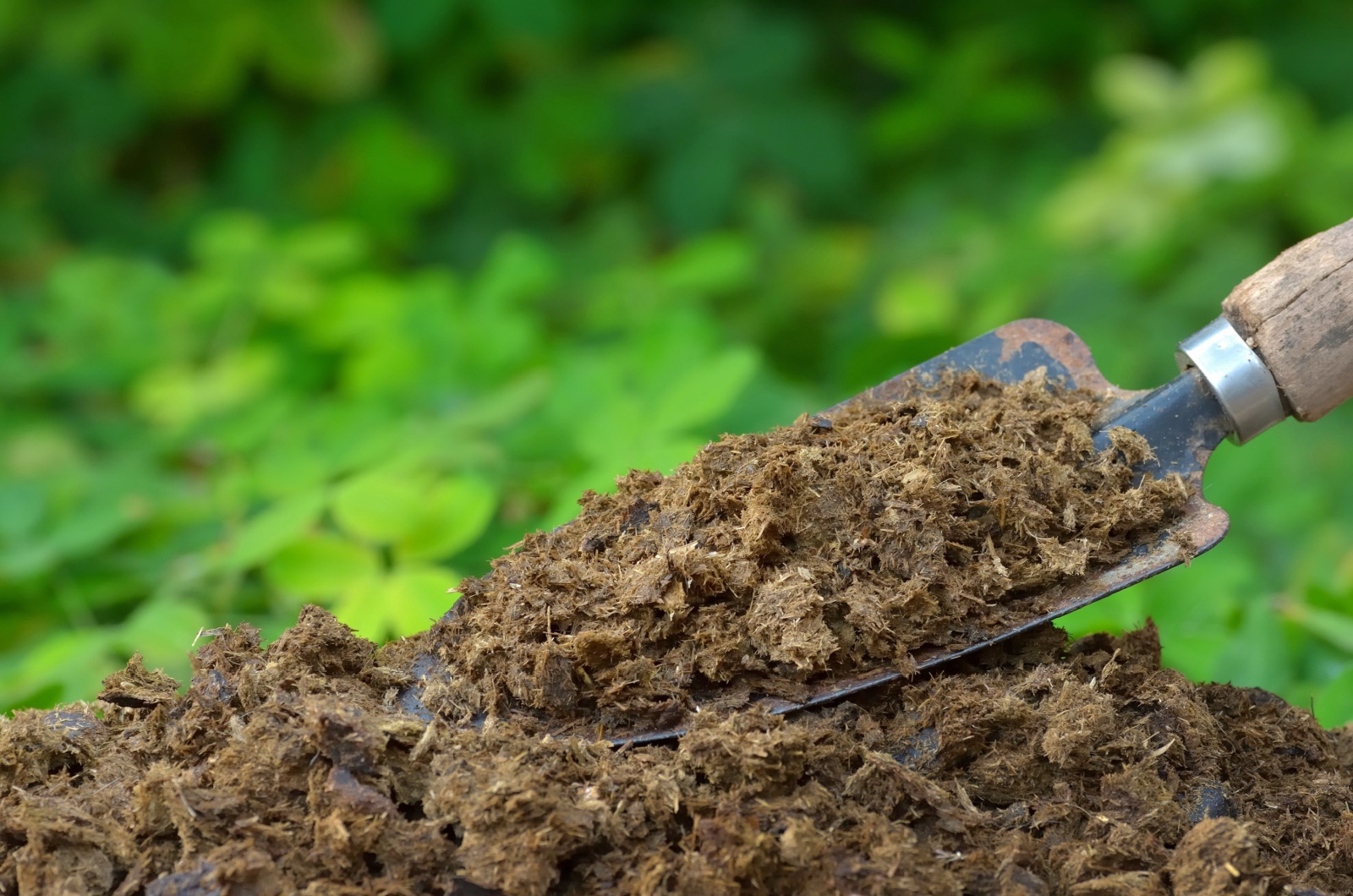 fertilizer on a shovel