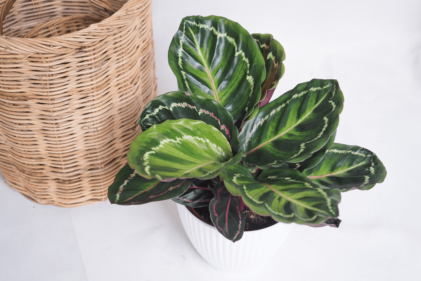 green leaves of Calathea in a white pot